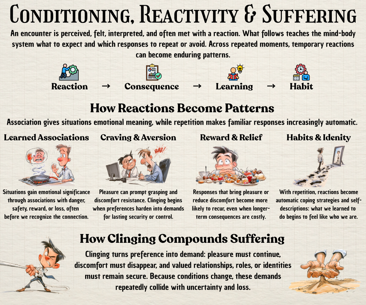 Infographic showing how reactions become learned patterns and how reinforcement, craving, and clinging compound suffering.